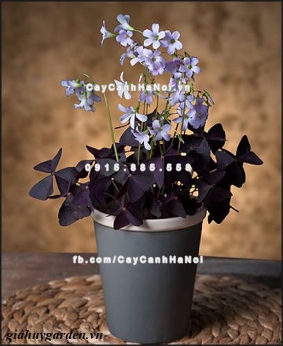 Mua cây cảnh gia tăng tài lộc trên bàn làm việc ở đâu 4 cay-canh-gia-tăng-tai-loc-tren-ban-lam-viec-6