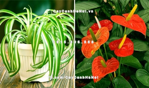 cay canh loc chat doc trong nha