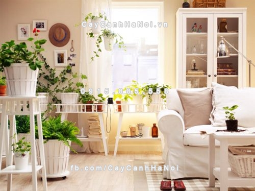 cay canh nhat dinh phai trong trong nha de tien vao nhu nuoc 2