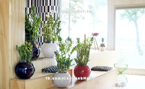 Cây cảnh được trồng trong nhà nhất định "tiền vào như nước" 2 cay-canh-duoc-trong-trong-nha-nhat-dinh-tien-vao-nhu-nuoc-4