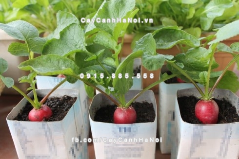 cay-canh-phai-trog-trong-nha-de-tien-vao-nhu-nuoc1