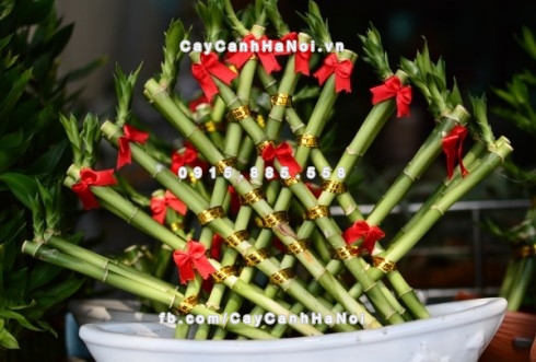 cay-canh-phai-trog-trong-nha-de-tien-vao-nhu-nuoc-2