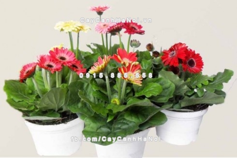 cay-canh-phai-trog-trong-nha-de-tien-vao-nhu-nuoc-3