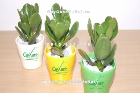 Cây trồng trong phòng ngủ có tốt hay không 1 cay-canh-phai-trog-trong-nha-de-tien-vao-nhu-nuoc