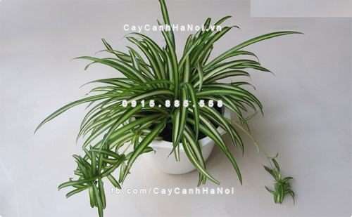 cay canh phong thuy hay trong trong nha 1 1