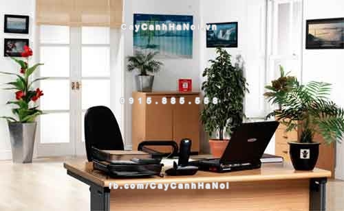 cay-canh-phong-thuy-van-phong-tang-tai-loc-thinh-vuong-1