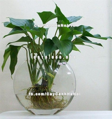 cay-canh-phong-thuy-van-phong-tang-tai-loc-thinh-vuong