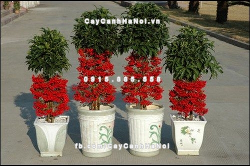 Cây cảnh “thần tài” cho dân văn phòng được thích nhất hiện nay 2 cay-canh-than-tai-cho-dan-van-phong-3