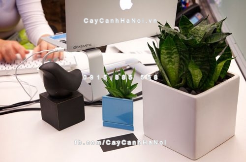 Cây cảnh “thần tài” cho dân văn phòng được thích nhất hiện nay 1 cay-canh-than-tai-cho-dan-van-phong-4