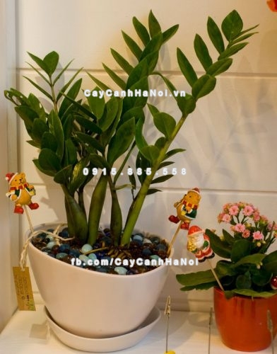 cay canh than tai cho van phong