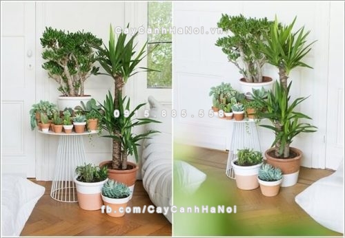 cay canh thi phai trong trong nha de tien vao nhu nuoc 1