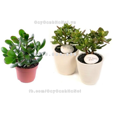 cay-canh-thi-phai-trong-trong-nha-de-tien-vao-nhu-nuoc