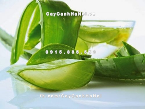 Cây cảnh trồng trong nhà tốt cho sức khỏe 6 cay-canh-trong-trong-nha-tot-cho-suc-khoe-1