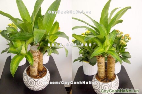 Một số loại cây trồng trong nhà đuổi muỗi rất tốt 2 cay-canh-trong-trong-nha-tot-cho-suc-khoe-4