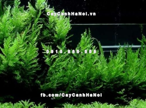 Cây cảnh trồng trong nhà tốt cho sức khỏe 1 cay-canh-trong-trong-nha-tot-cho-suc-khoe