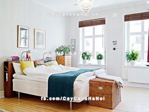 cay canh trong trong nha van xanh tot