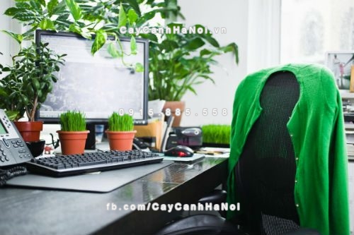 cay-canh-van-phong-dep-va-hop-phong-thuy-3