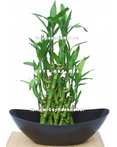 cay-canh-vua-dem-lai-may-man-vua-tot-cho-suc-khoe-09