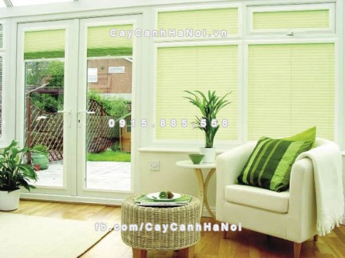 cay canh vua dem lai may man vua tot cho suc khoe 11