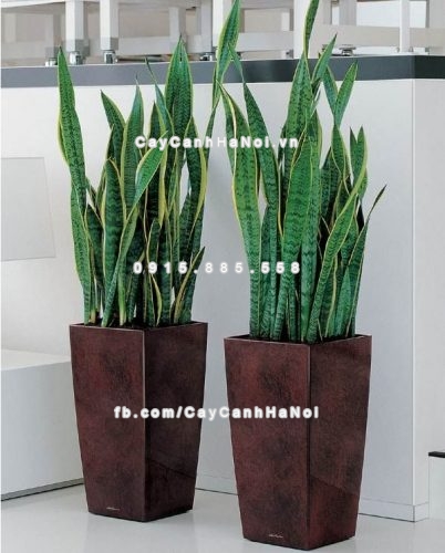 cay-canh-vua-dem-lai-may-man-vua-tot-cho-suc-khoe-2