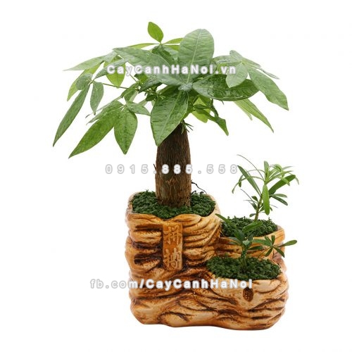 cay-gi-mang-tai-ruoc-loc-cho-dan-van-phong-3