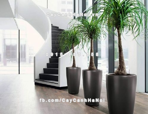 cay-gi-mang-tai-ruoc-loc-cho-dan-van-phong