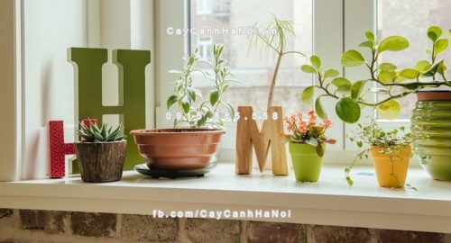 cay hut doc trong nha 1