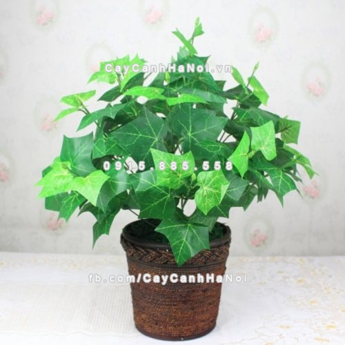 cay-lam-sach-khong-khi-trong-nha-6