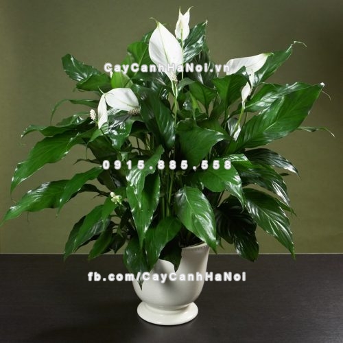 cay-lam-sach-khong-khi-trong-nha-2