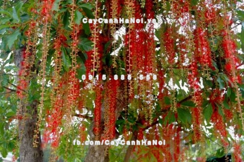 cay-phong-thuy-hut-tai-loc-2