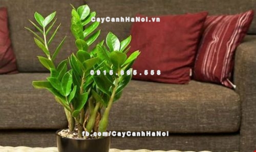 cay-phong-thuy-hut-tai-loc-3