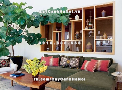 cay-phong-thuy-hut-tai-loc