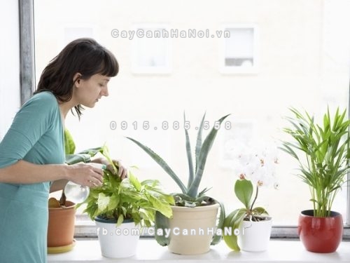 cay phong thuy hut tai loc trong nha 10