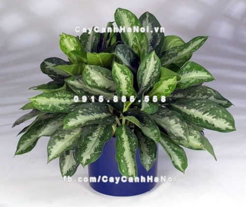 cay-phong-thuy-hut-tai-loc-trong-nha