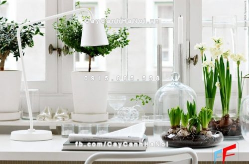 Những loại cây xanh tốt cho phong thủy nhà ở mà bạn nên biết 1 những loại cây xanh tốt cho phong thủy nhà ở