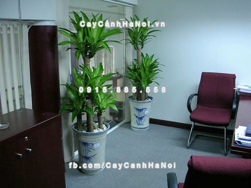 cay-phong-thuy-trong-phong-lam-viec-4