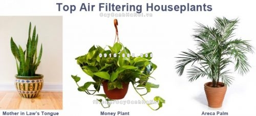 Cây cảnh thanh lọc không khí tốt cho môi trường 1 cay-thanh-loc-khong-khi-1