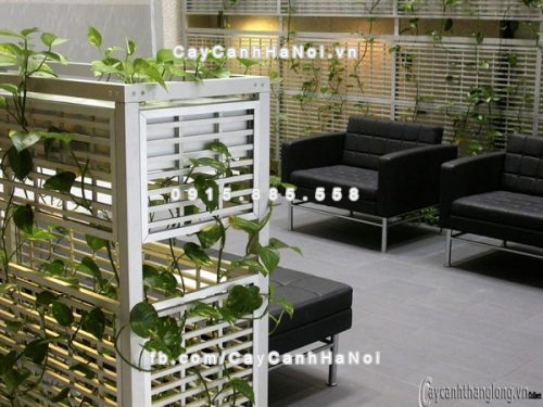 Cách chọn cây trồng hợp phong thủy giúp gia chủ khỏe mạnh 1 cay-trong-hợp-phong-thuy-tot-cho-suc-khoe-gia-chu-1