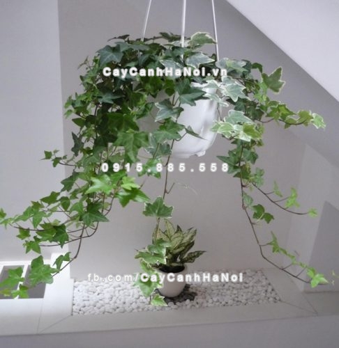 Cách chọn cây trồng hợp phong thủy giúp gia chủ khỏe mạnh 2 cây trồng hợp phong thủy giúp gia chủ khỏe mạnh