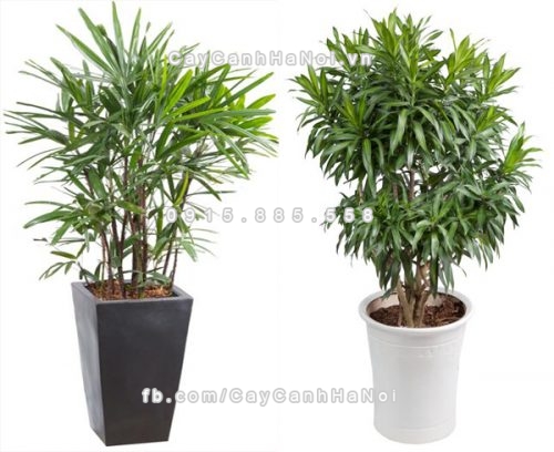 Cách chọn cây trồng hợp phong thủy giúp gia chủ khỏe mạnh 4 cay-trong-hợp-phong-thuy-tot-cho-suc-khoe-gia-chu-4