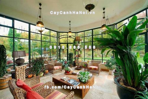 cay trong hợp phong thuy tot cho suc khoe gia chu