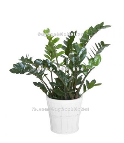 cay-trong-trong-nha-khong-can-anh-sang-1