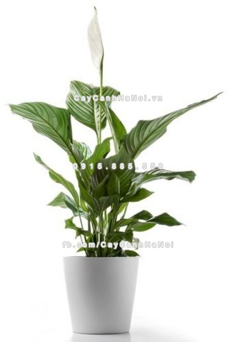 cay-trong-trong-nha-khong-can-khong-khi