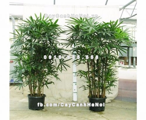 cay-lam-sach-khong-khi-trong-nha-7