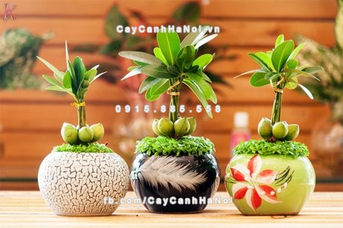 Cây xanh để bàn làm việc tốt nhất cho bạn 1 cay-xanh-de-ban-lam-viec-1