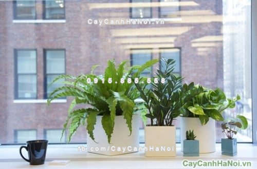 cay xanh de ban lam viec