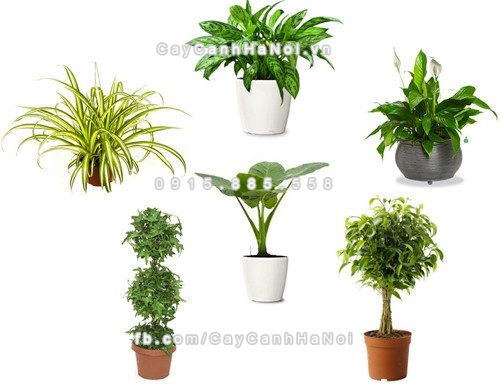 cay xanh lam dep cho phong khach nha ban 1
