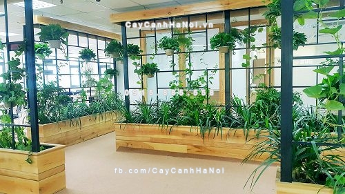 Cây xanh mang may mắn trong thiết kế nội thất văn phòng cần chú ý nhất 1 cay-xanh-mang-may-man-trong-thiet-ke-noi-that-van-phong