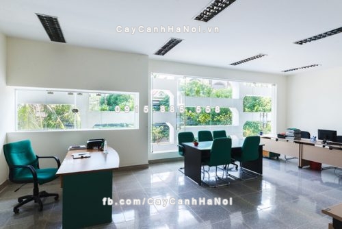 cay xanh phong thuy trang tri van phong 2