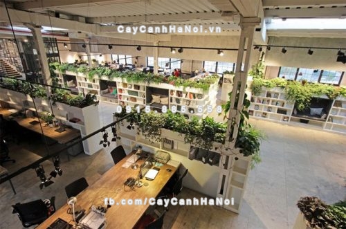 cay-xanh-phong-thuy-trang-tri-van-phong